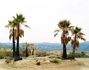 Wildfire #15, Witch Creek Fire, San Diego County, CA